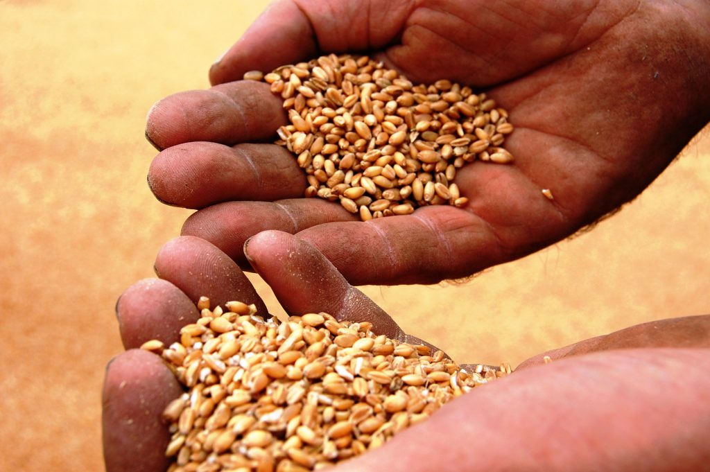 Hands cupping grains