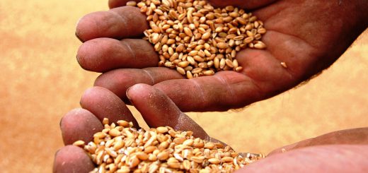 Hands cupping grains