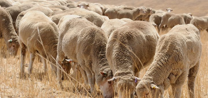 Sheep eating grass in a small flock