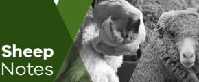SheepNotes out now! Spring 2023