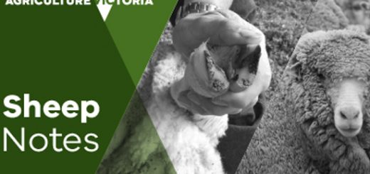 SheepNotes Image
