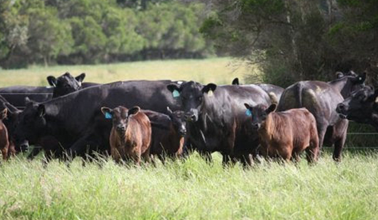Angus cows and calves in pasture