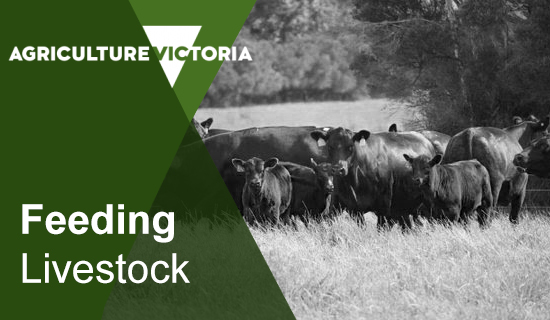 Agriculture Victoria - Feeding Livestock Cows