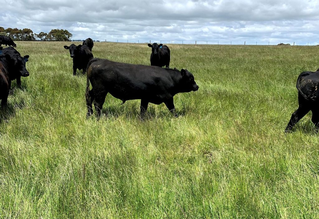 Angus bull in paddock with cattle