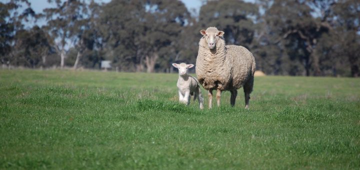 Sheep and lamb on pasture