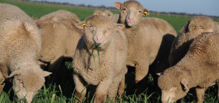 Weaned Sheep on grass