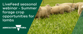 LiveFeed Seasonal webinar – Summer forage crop opportunities for lambs