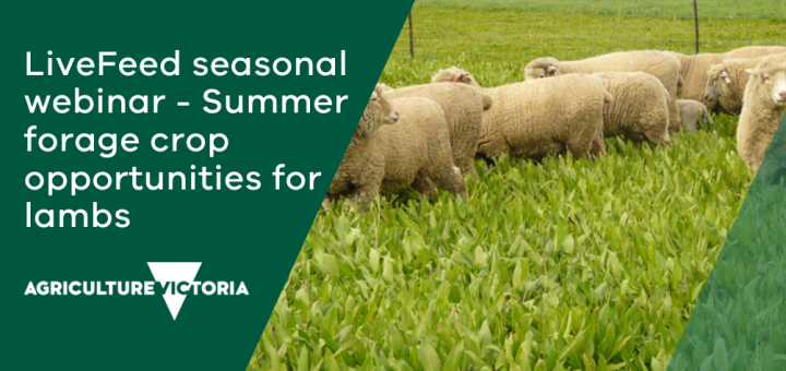 LiveFeed Webinar Summer forage crop opportunities for lambs