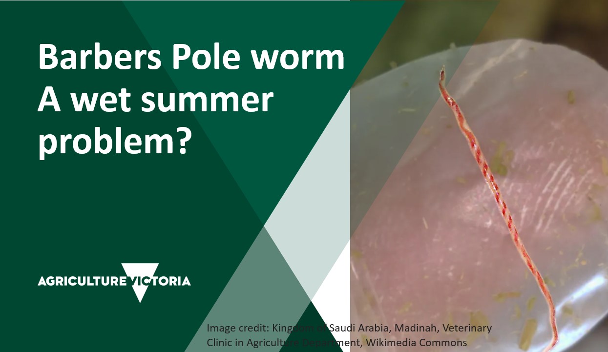 Barbers Pole worm –  a wet summer problem?