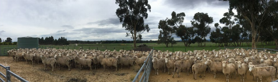 Deferred grazing for winter lambing ewes
